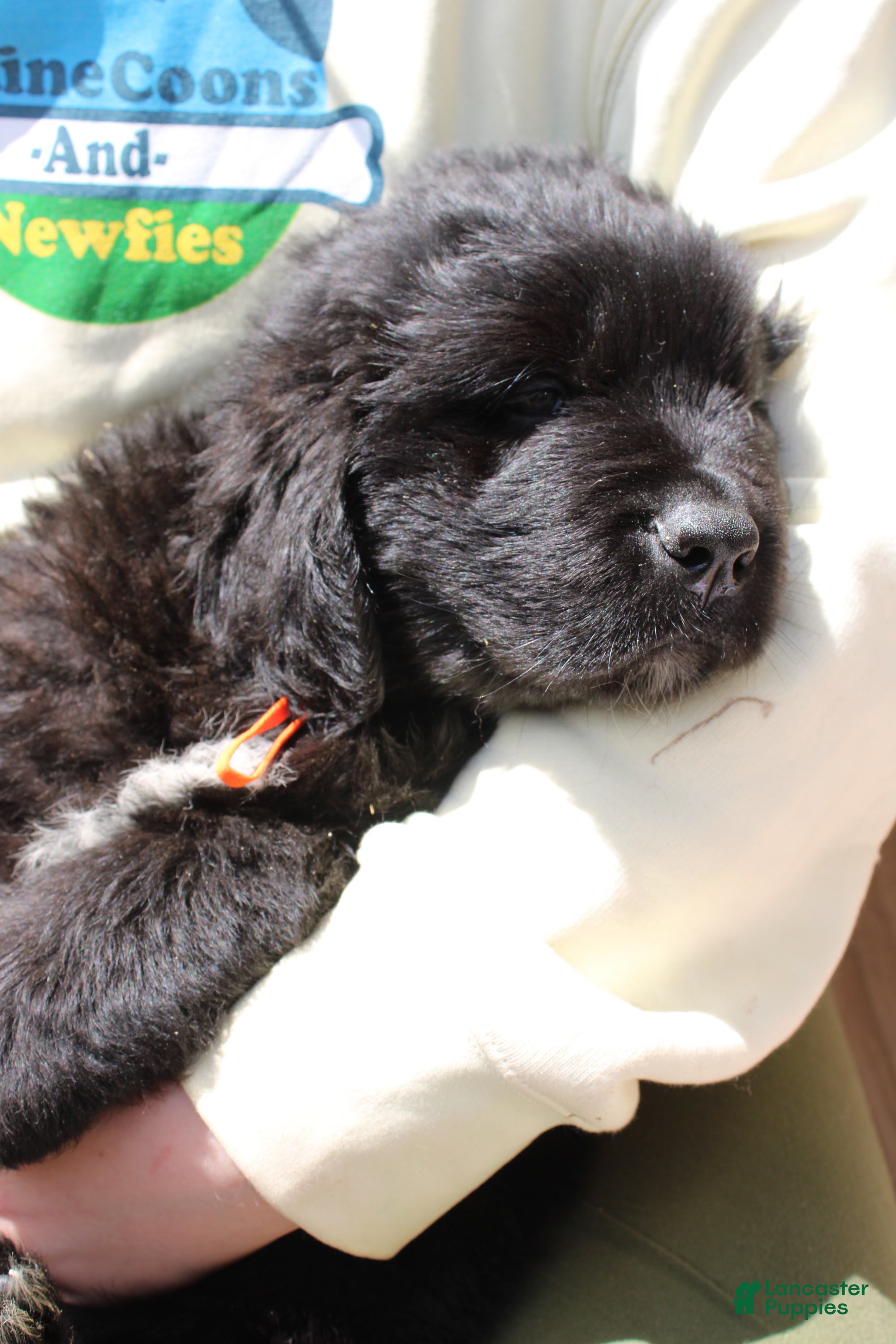 Newfoundland dogs FireFly - Ad 1