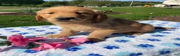 Golden Retriever dogs for sale: Toby - Ad 2