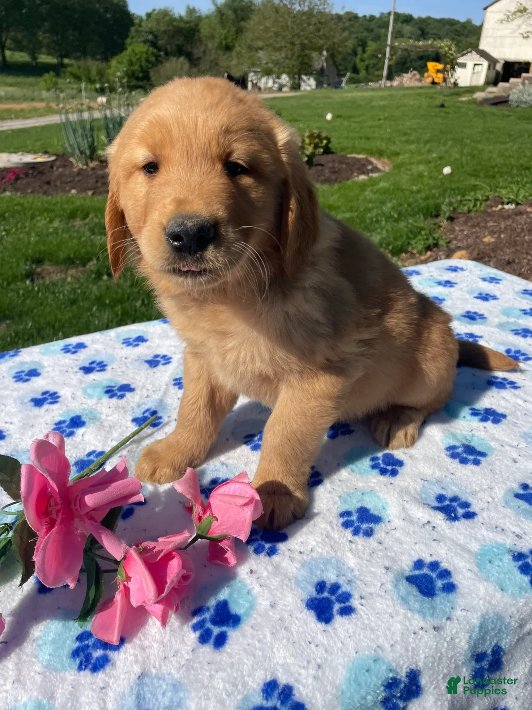 Golden Retriever dogs for sale: Toby - Ad 2