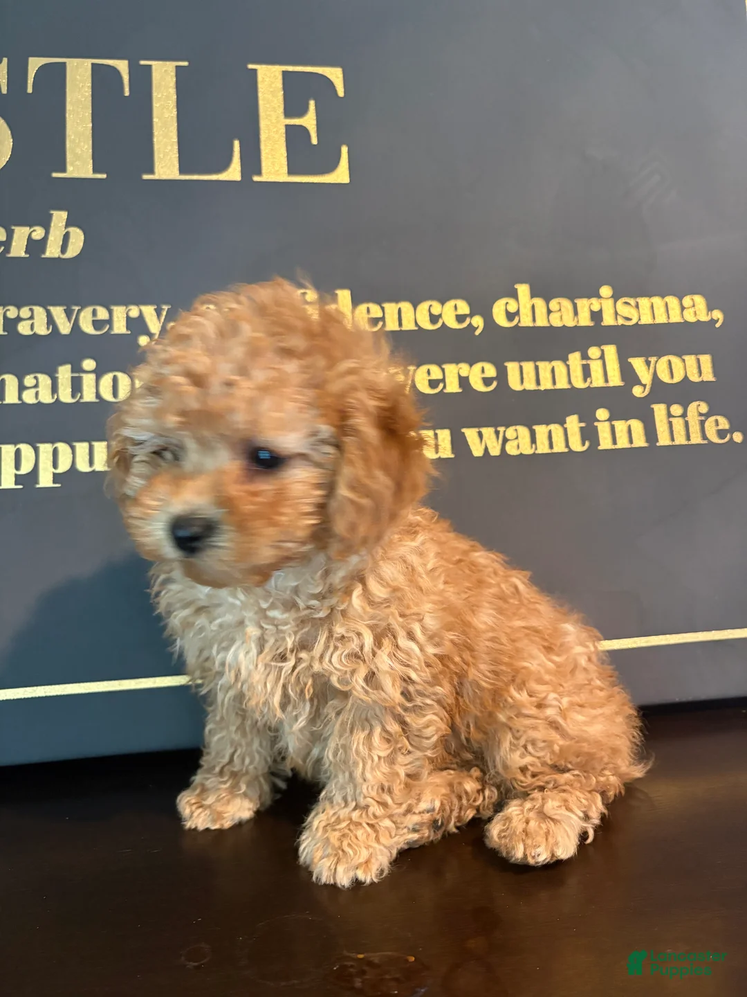 Mixed Breed dogs for sale: BERRY  - Ad 3