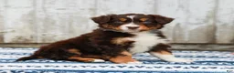 Australian Shepherd dogs for sale: Carter - Ad 1