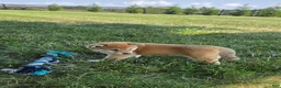 Shiba Inu dogs for sale: Freedom - Ad 4
