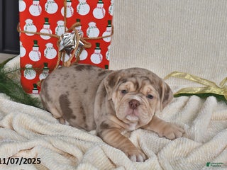 Mixed Breed dogs - Ad 29