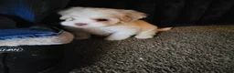 Mixed Breed dogs for sale: Cooka-poo - Ad 2