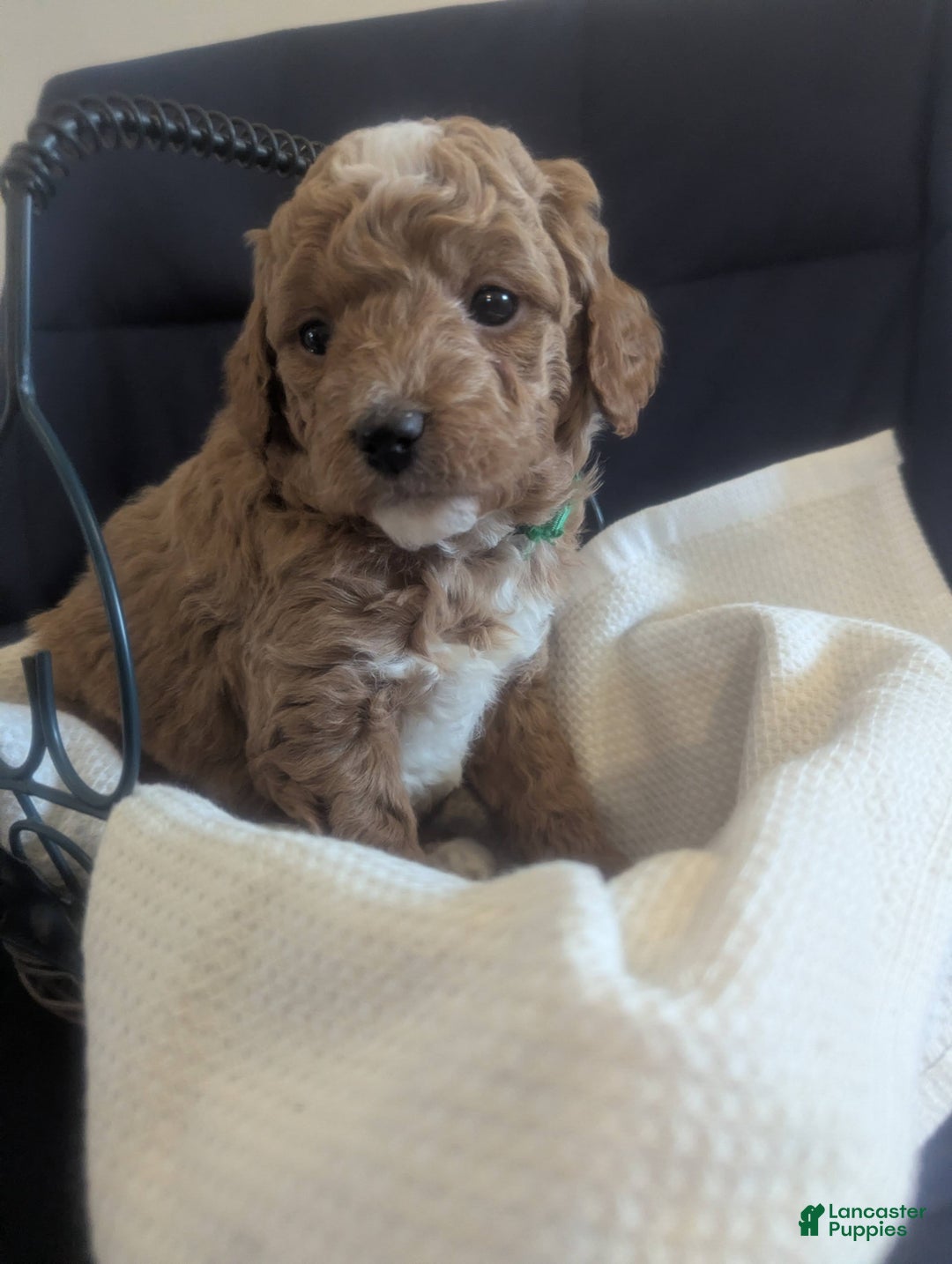 Mini Goldendoodle dogs for sale: Norman - Ad 2