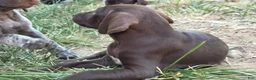 German Shorthaired Pointer dogs for sale: Smooch - Ad 5