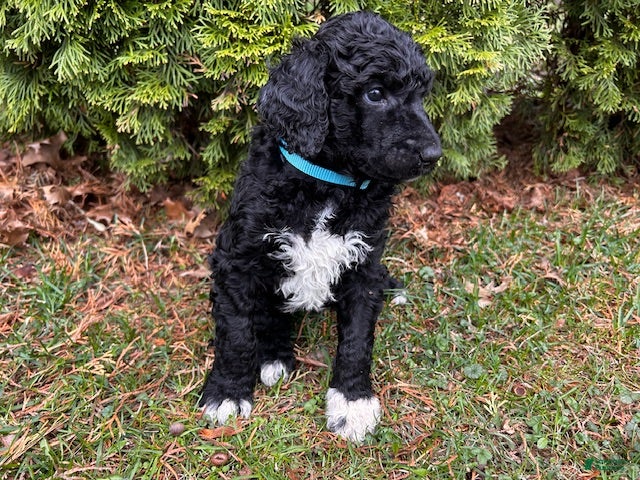Standard Poodle dogs ⚓️Navy-AKC Standard🐩 - Ad 2
