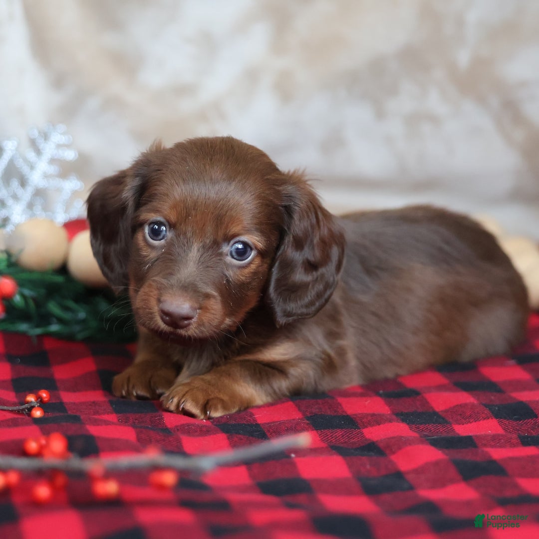 Miniature Dachshund dogs for sale: Snowflake  - Ad 1