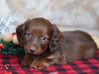 Miniature Dachshund dogs for sale: Snowflake - Ad 2