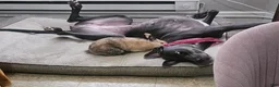 Great Dane dogs for sale: Great Dane 5 - Ad 4