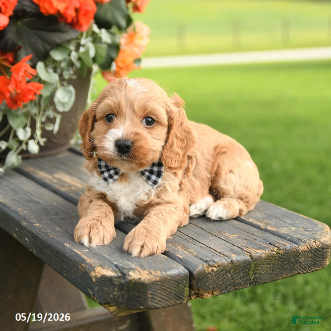 Cockapoo dogs for sale: George - Ad 2
