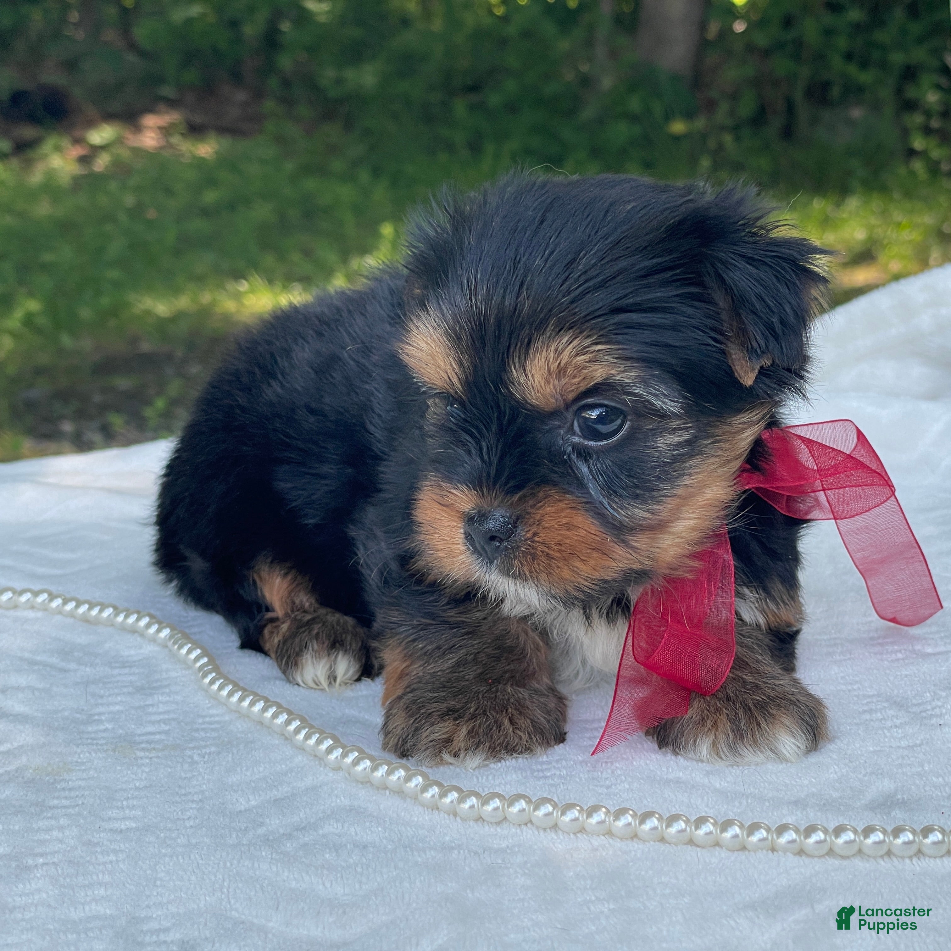 Yorkshire Terrier dogs Ritzy - Ad 2