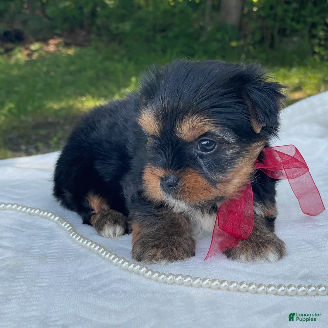 Yorkshire Terrier dogs for sale: Ritzy - Ad 2