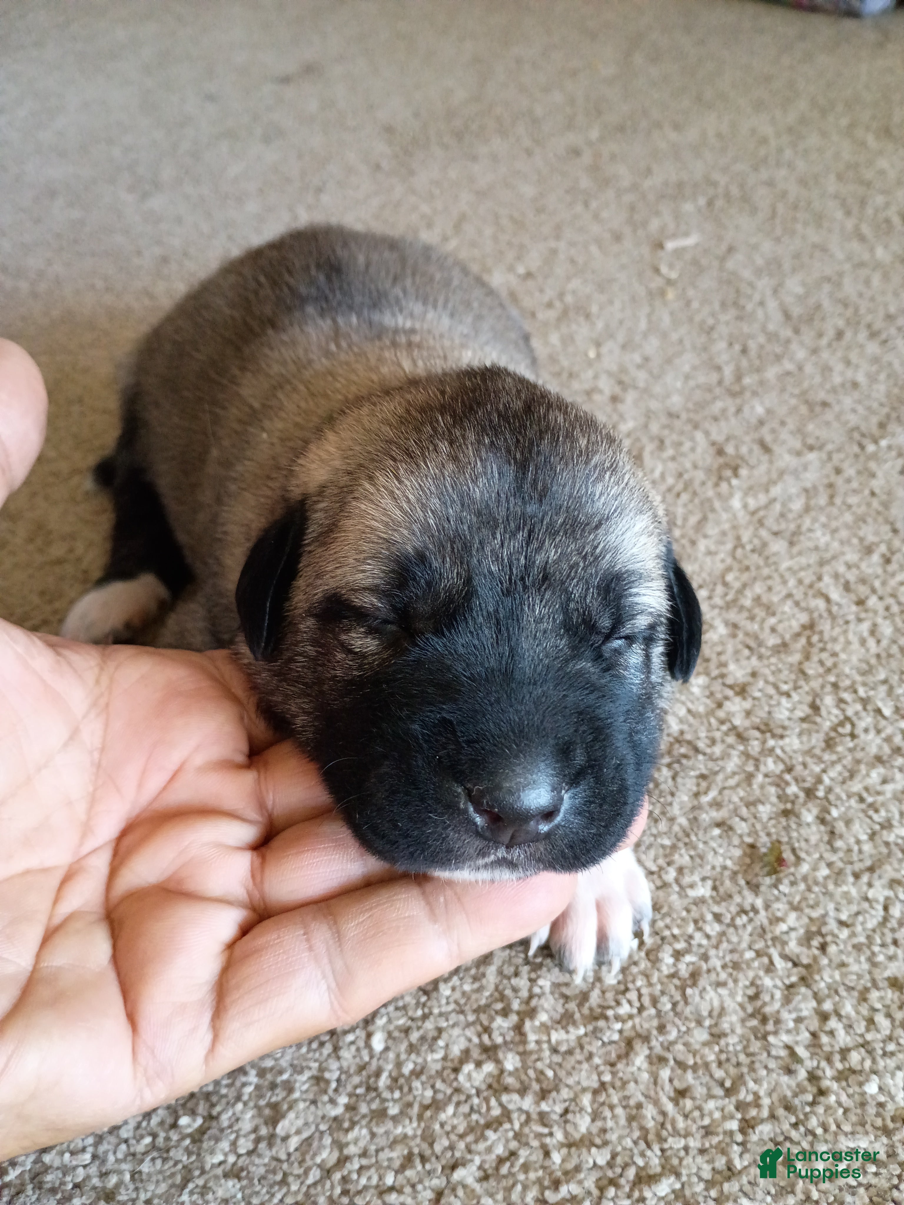 Anatolian Shepherd dogs for sale: Anatolian Shepherd 13 - Ad 1