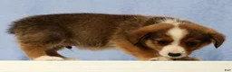 Mixed Breed dogs for sale: Dimple - Ad 3