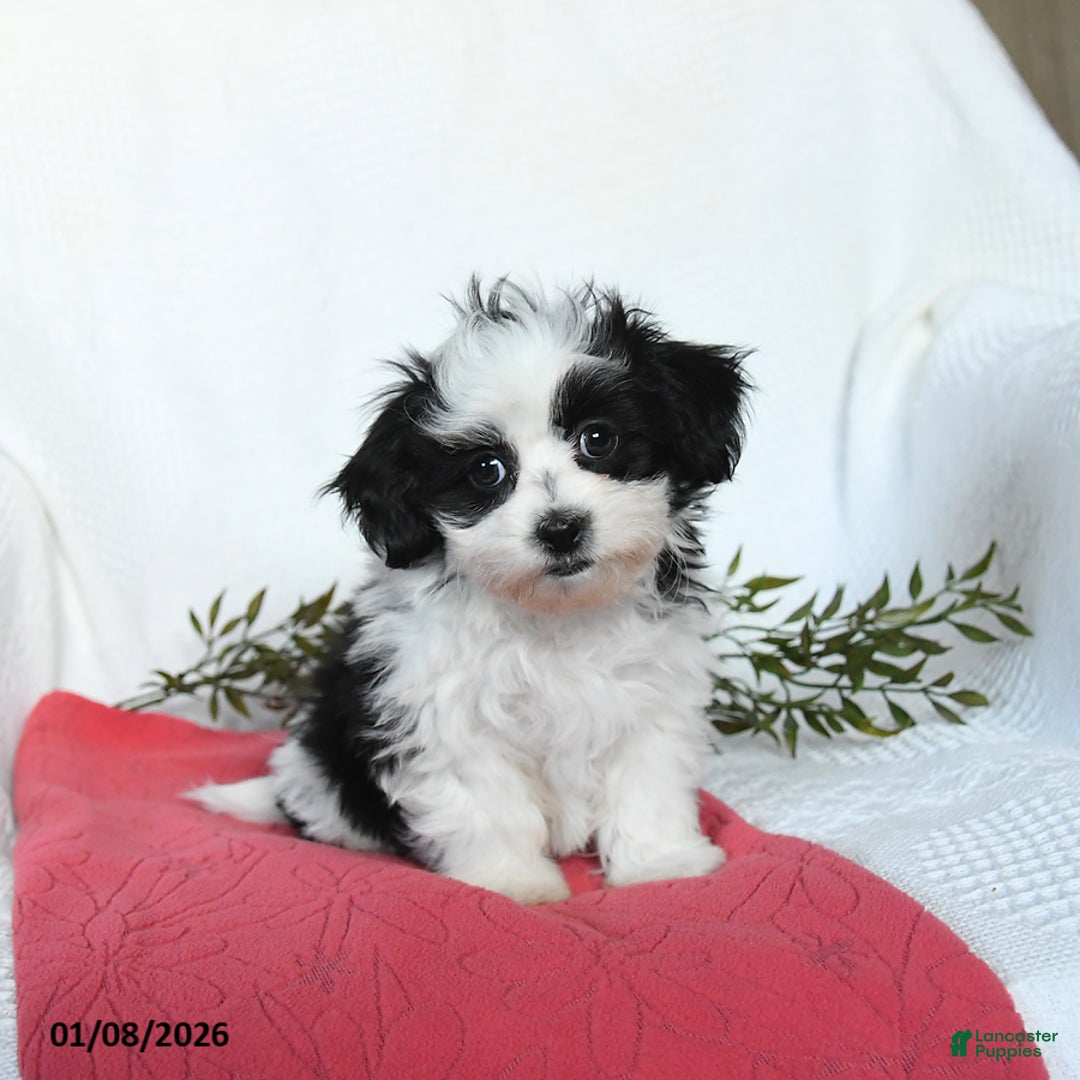 Teddy Bear dogs for sale: Maxwell - Ad 2