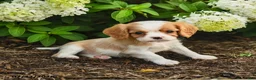 Cavalier King Charles Spaniel dogs for sale: Iced Coffee  - Ad 3
