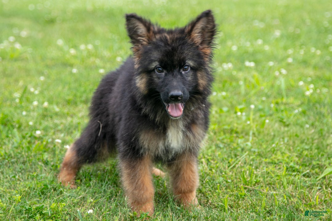 German Shepherd dogs for sale: Kenny - Ad 1