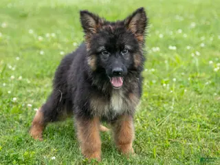 German Shepherd dogs Kenny - Ad 9