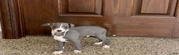 Italian Greyhound dogs for sale: TJ  - Ad 11