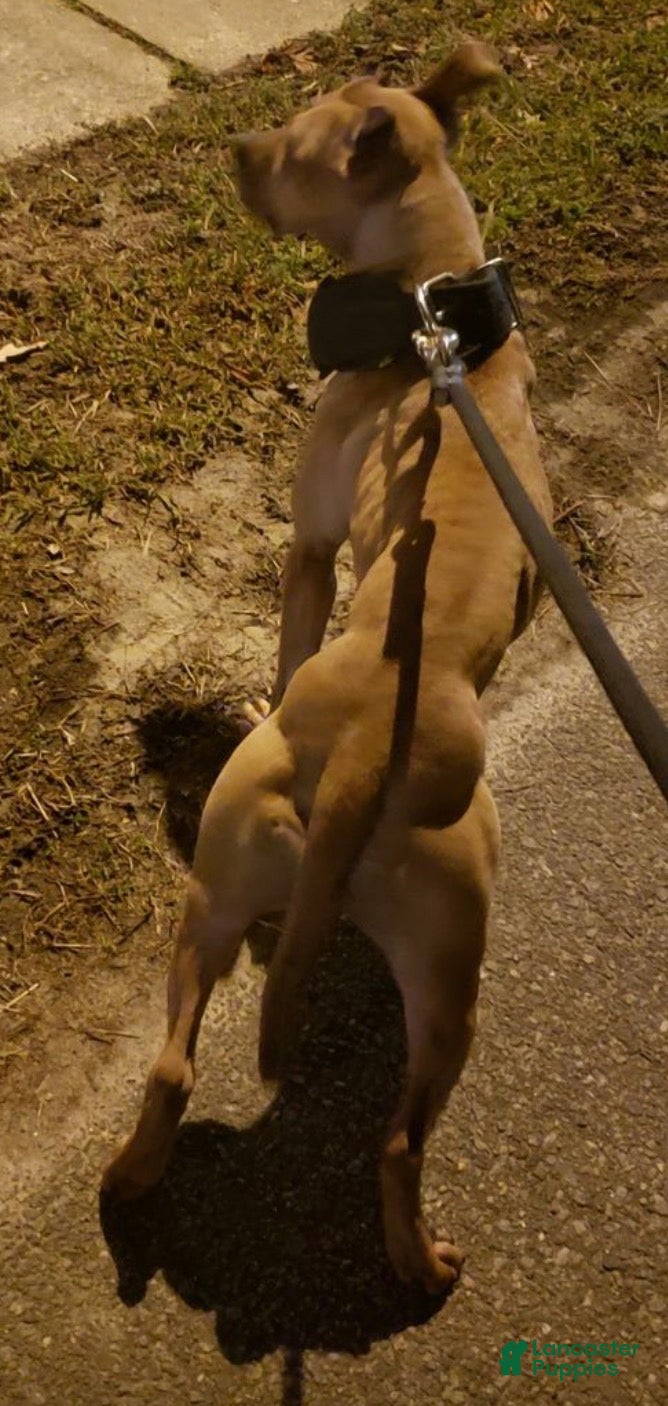 American Pit Bull Terrier dogs for stud: 🔥DAX🔥 - Ad 2