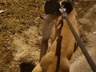 American Pit Bull Terrier dogs for stud: 🔥DAX🔥 - Ad 2
