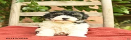 Yorkiepoo dogs for sale: Cannoli  - Ad 3