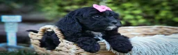 Cavapoo dogs for sale: BELLA - Ad 15