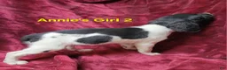 Brittany Spaniel dogs for sale: AKC/UKC French Brittany Annie's Girl 2 - Ad 3
