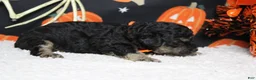 Toy Poodle dogs for sale: Marco  - Ad 5