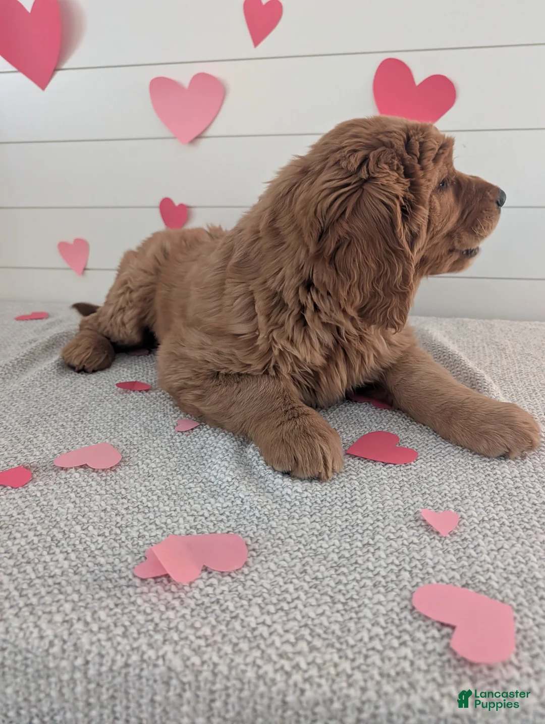 Golden Retriever dogs for sale: Goldie - Ad 8