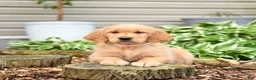 Golden Retriever dogs for sale: Gretel - Ad 2
