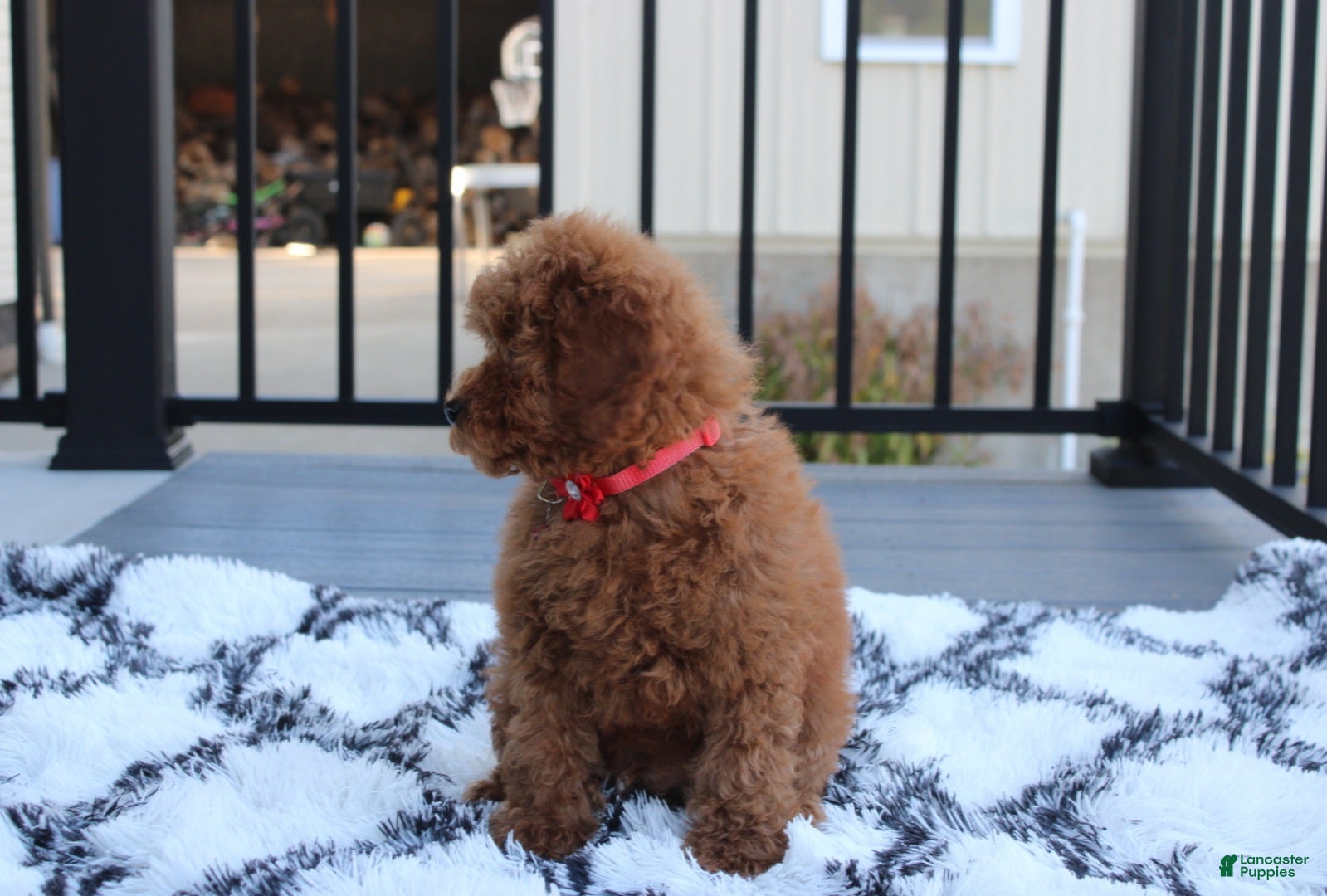 Toy Poodle dogs for sale: Arlo - Ad 2