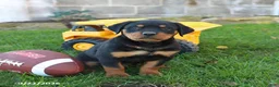 Rottweiler dogs for sale: Brady - Ad 3