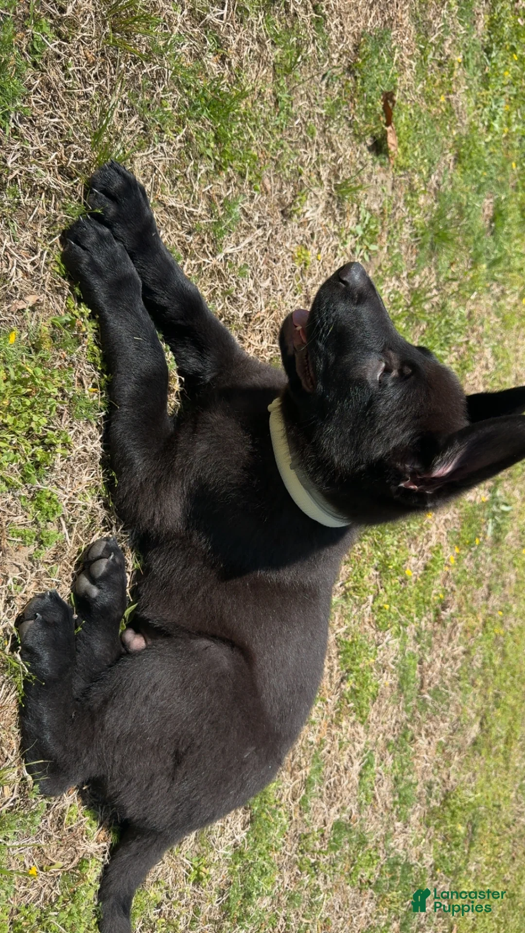 German Shepherd dogs for sale: German Shepherd Puppy 1 - Ad 2