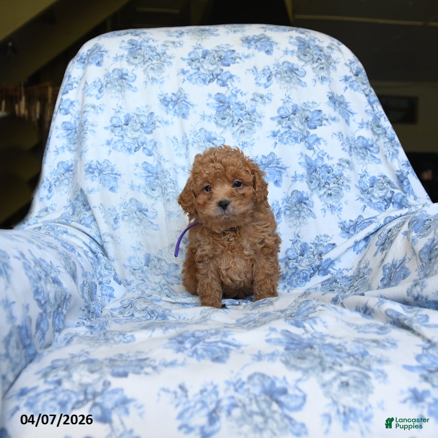 Labradoodle dogs Conny - Ad 1