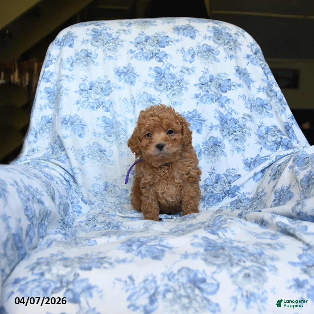 Labradoodle dogs for sale: Conny - Ad 1