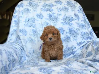 Labradoodle dogs for sale: Conny - Ad 2