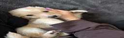 Mixed Breed dogs for sale: Lavender Collar - Ad 2