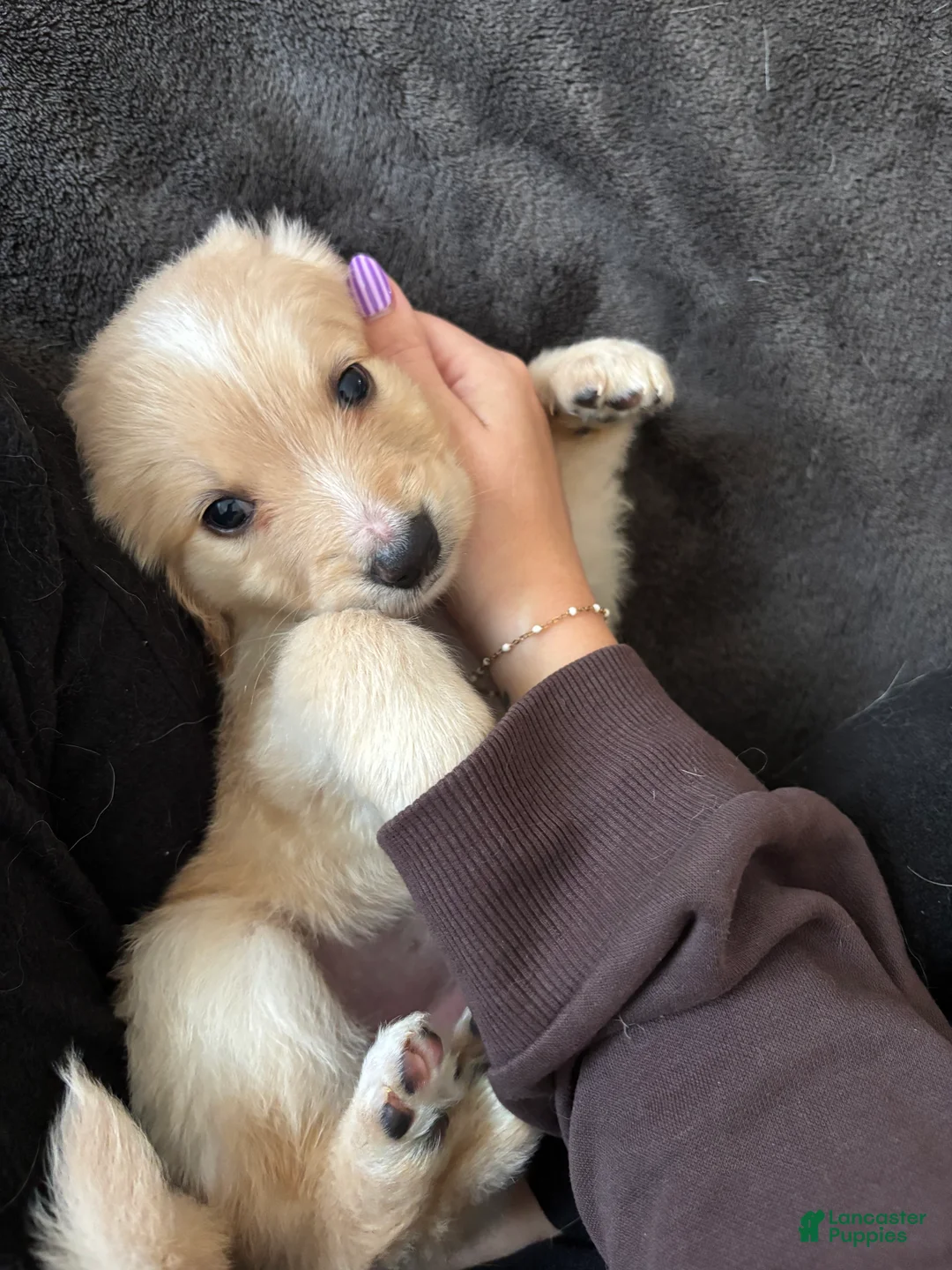 Mixed Breed dogs for sale: Lavender Collar - Ad 2