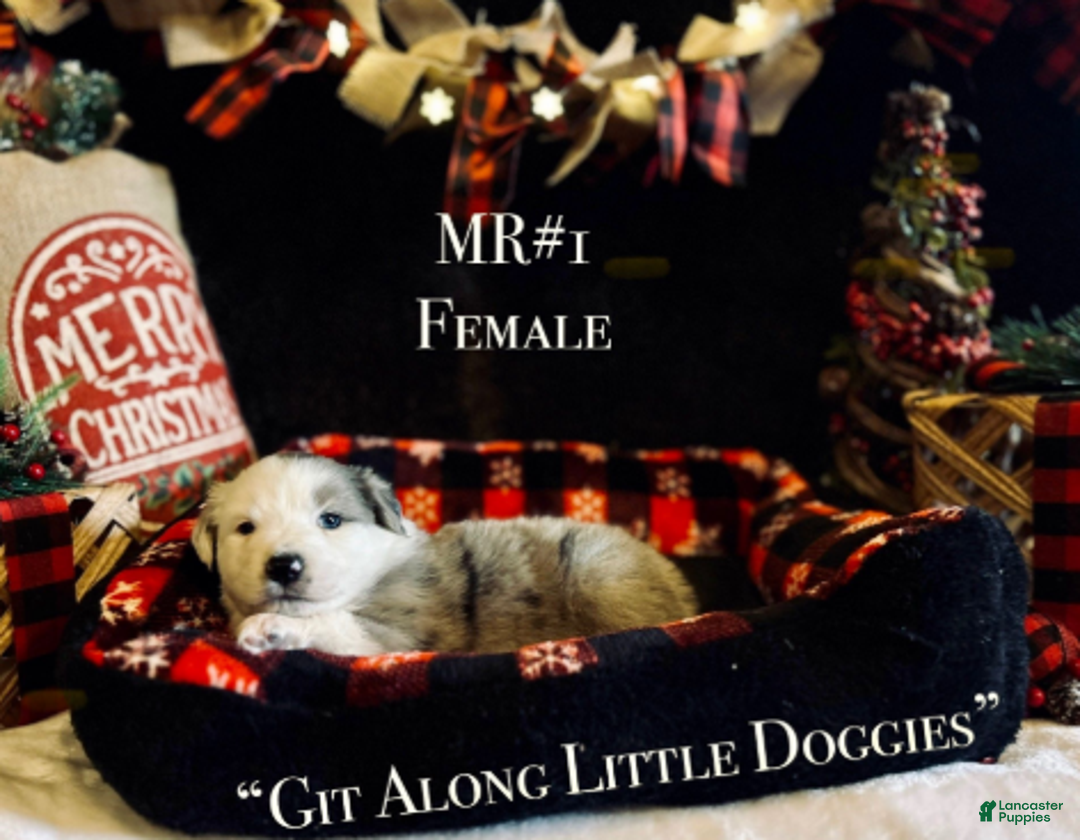 Australian Shepherd dogs for sale: MR#1 - Ad 5