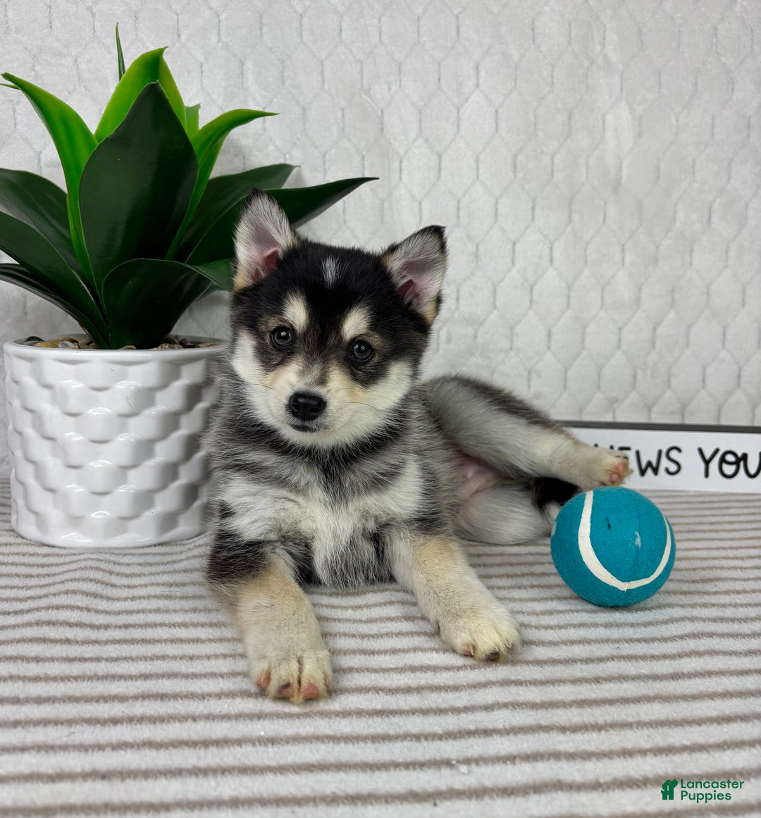 Pomsky dogs for sale: Pluto - Ad 3