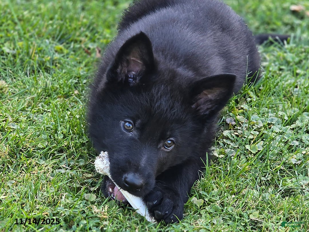 German Shepherd dogs for sale: James Bond - Ad 6