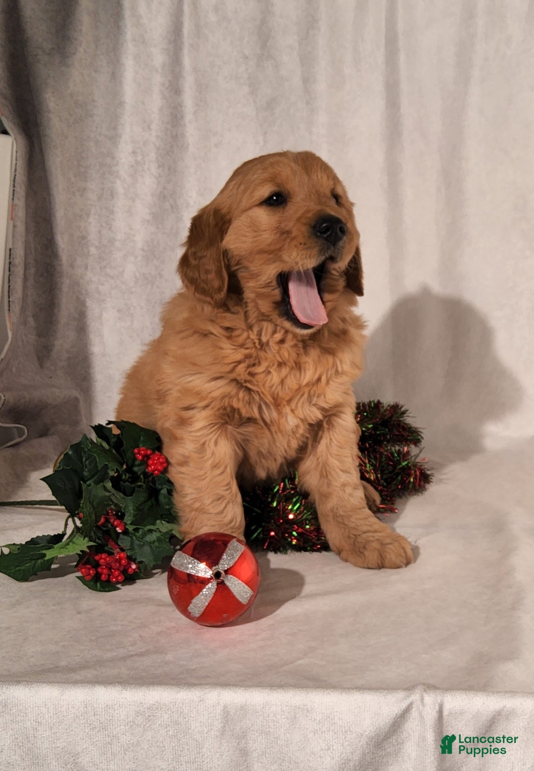 Goldendoodle dogs for sale: Betsy - Ad 3