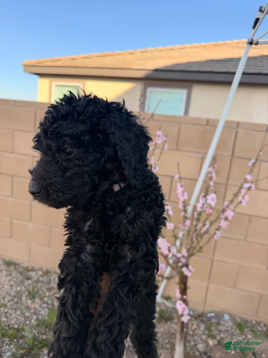 Goldendoodle dogs for sale: Goldendoodle Puppy 3 - Ad 1