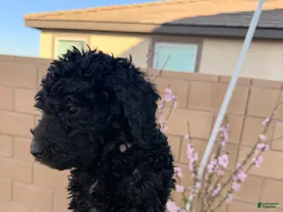 Goldendoodle dogs Goldendoodle Puppy 3 - Ad 1