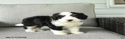 Bernedoodle dogs for sale: Sara  - Ad 3