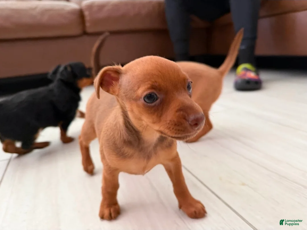 Chiweenie dogs for sale: Chiweenie 2 - Ad 1