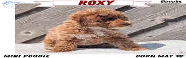Roxy