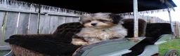 Shihpoo dogs for sale: patrick - Ad 2